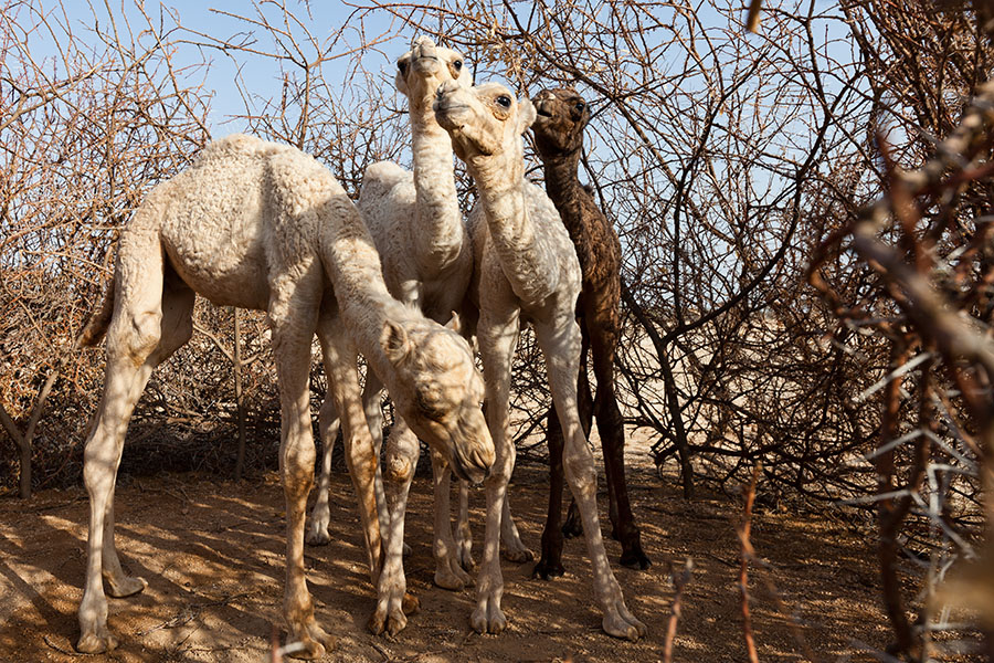  Young camels kept within acacia closure